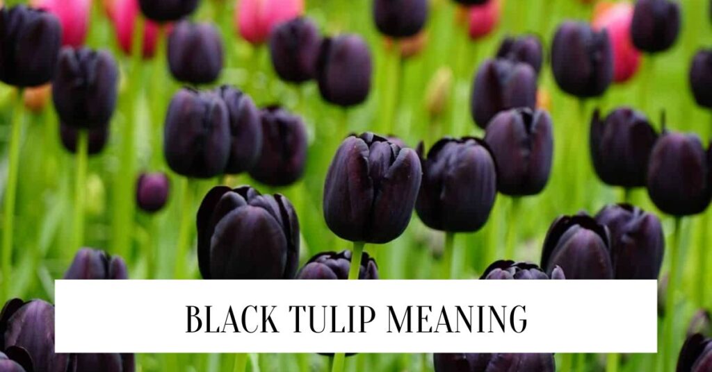 Black Tulip Meaning