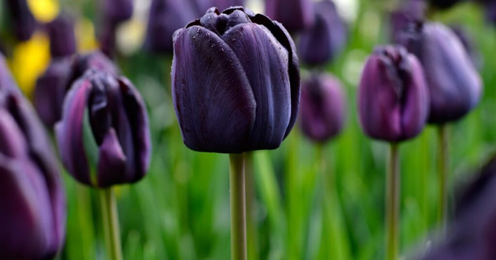 Black Tulips In Different Cultures