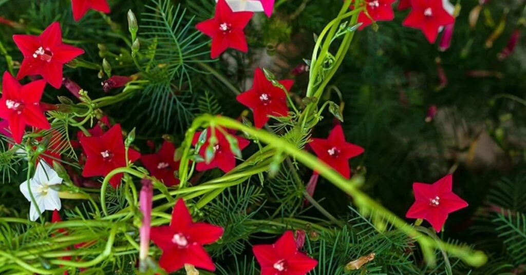 Caring for Cypress Vine After It Blooms