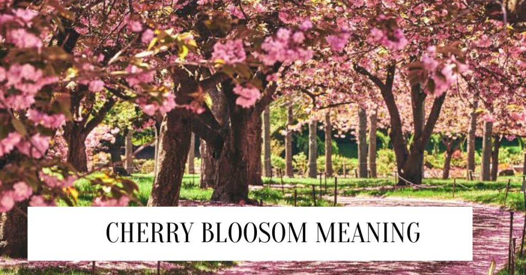 Cherry Blossom Meaning and Symbolism Cherry Bloosom Meaning