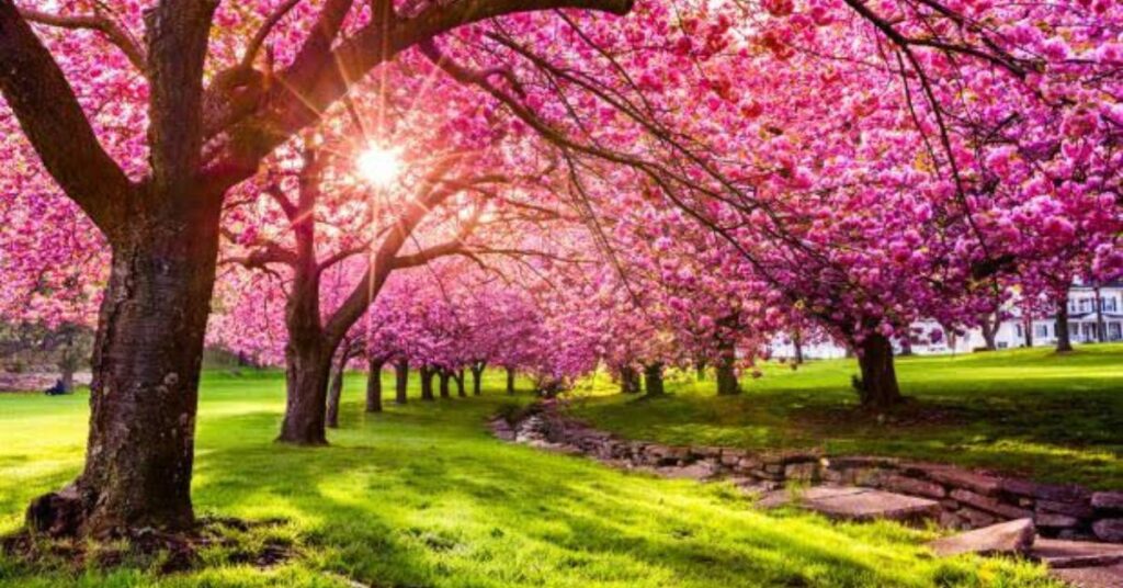 Cherry Blossoms Meaning