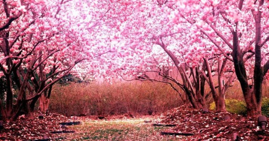 Cherry Blossom Fun Facts