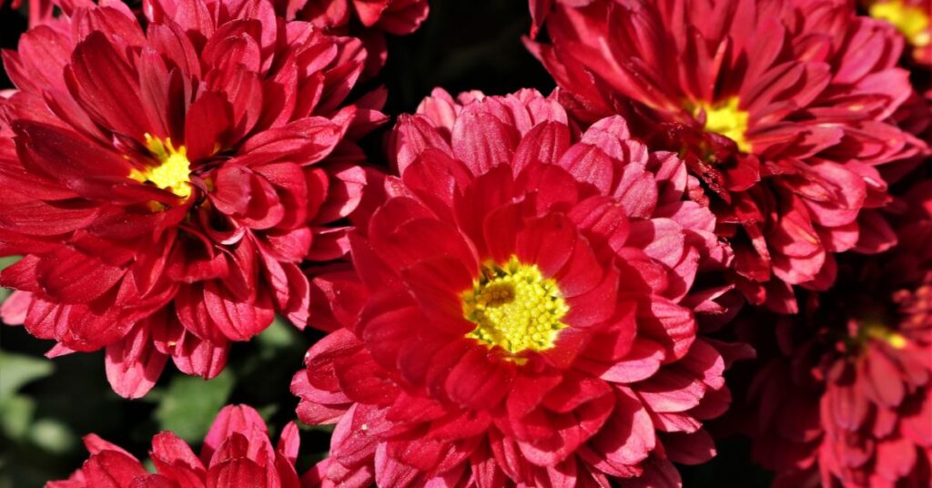 Chrysanthemum Proper Occasions