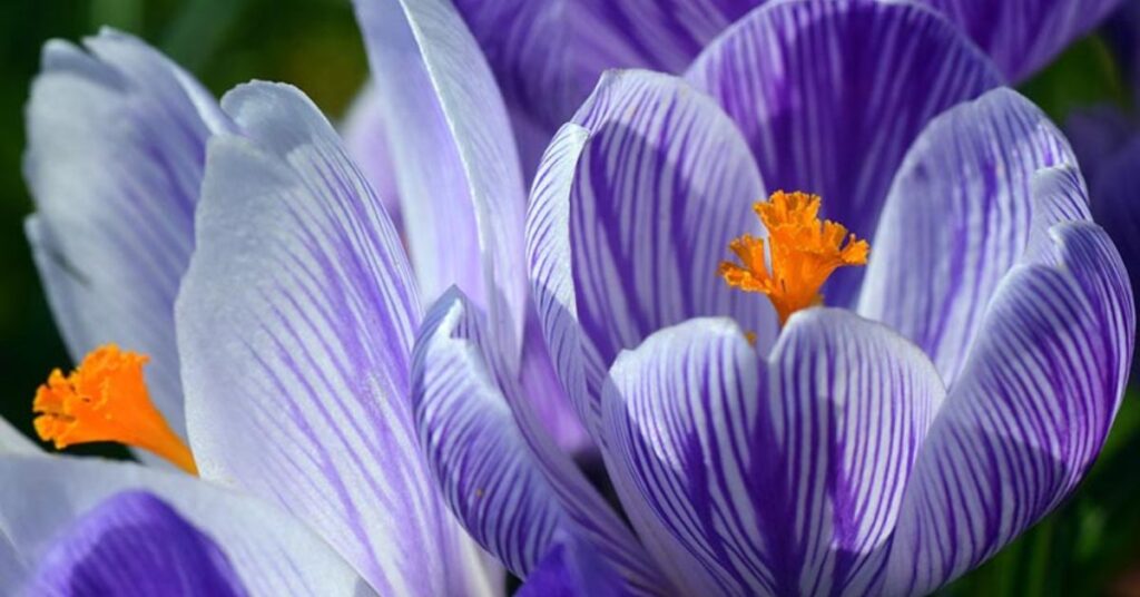 Crocus Meaning