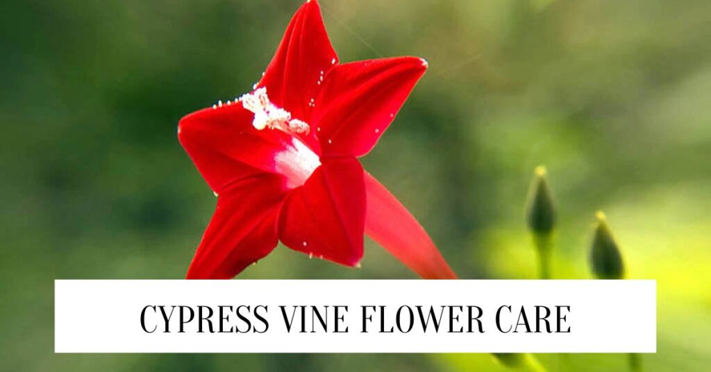 Cypress Vine Flower Care And Ideal Growing Conditios Cypress Vine Flower Care