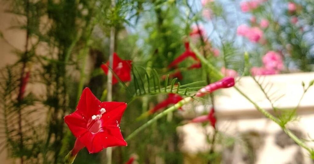 Cypress Vine Flower Care light