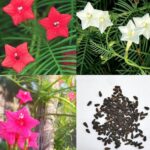 Cypress vine flower seeds
