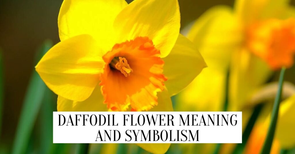Daffodil Flower Meaning: What Does Daffodil Symbolize? Daffodil Flower Meaning
