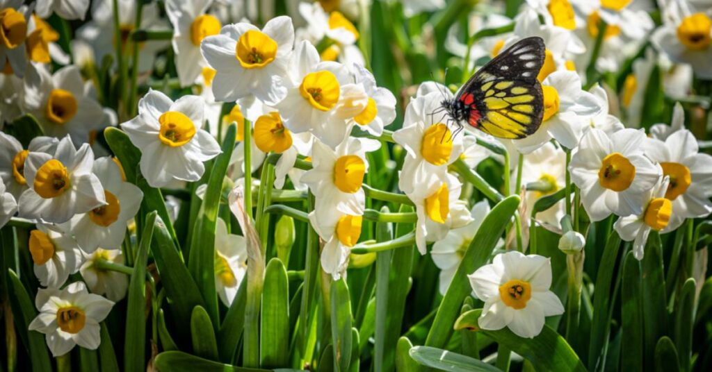 Daffodil In China