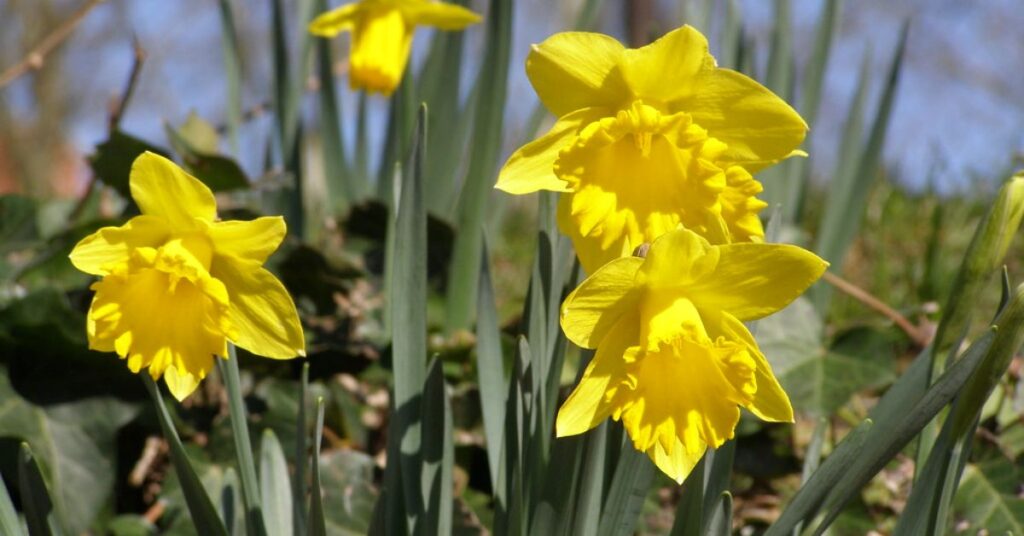 Daffodil In France