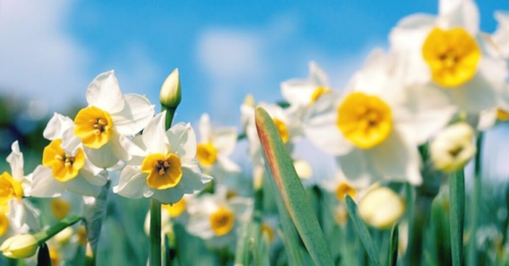 Daffodil Meaning