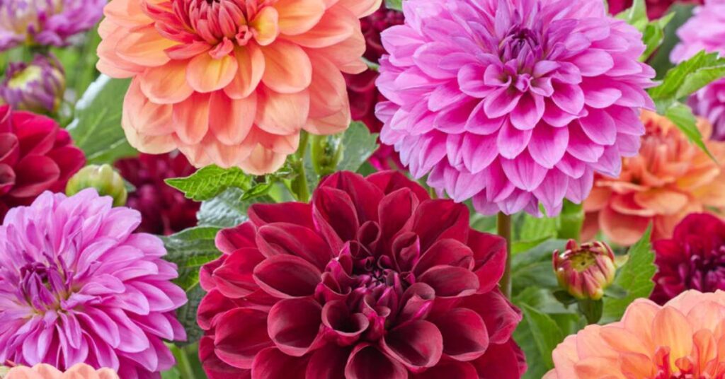 Dahlia