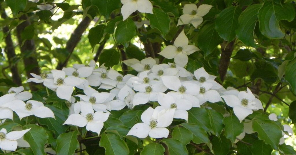 Dogwood Flower