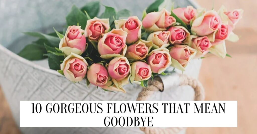 Flowers That Mean Goodbye