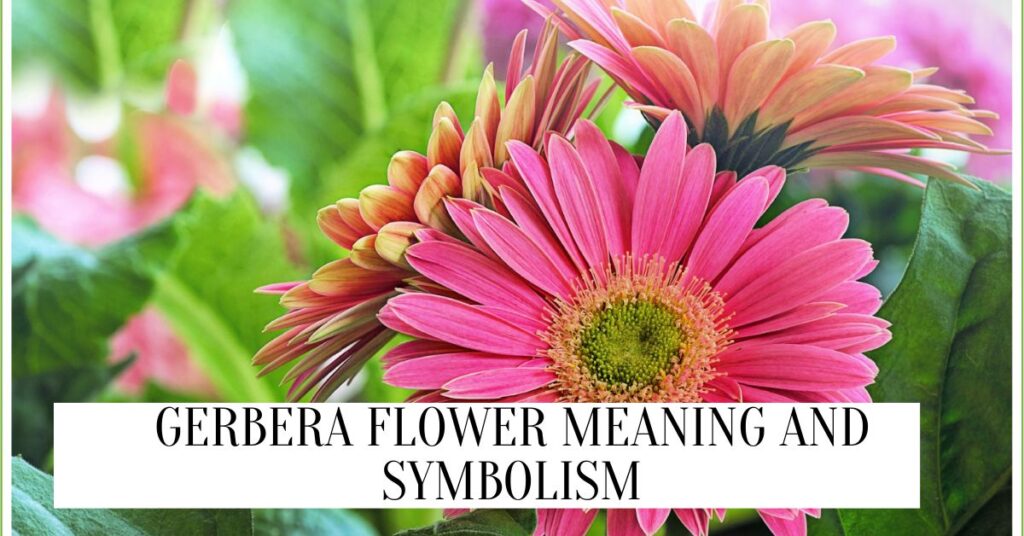Gerbera Flower Meaning And Symbolism (2024) Gerbera Flower Meaning And Symbolism