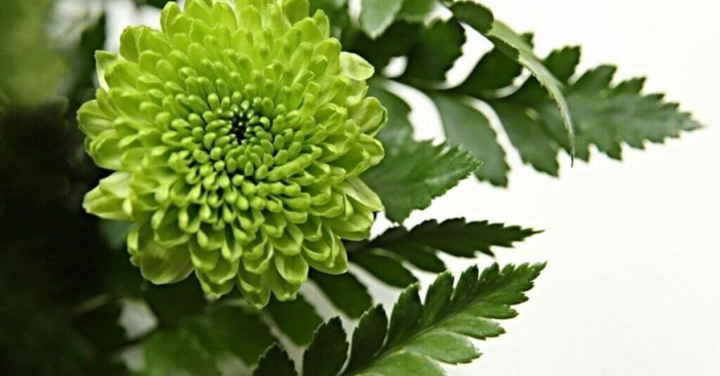 Green Chrysanthemum Meaning