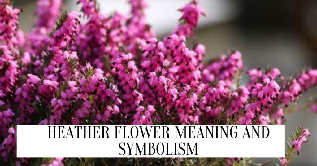 Heather Flower Meaning And Symbolism (2024) Heather Flower Meaning And Symbolism