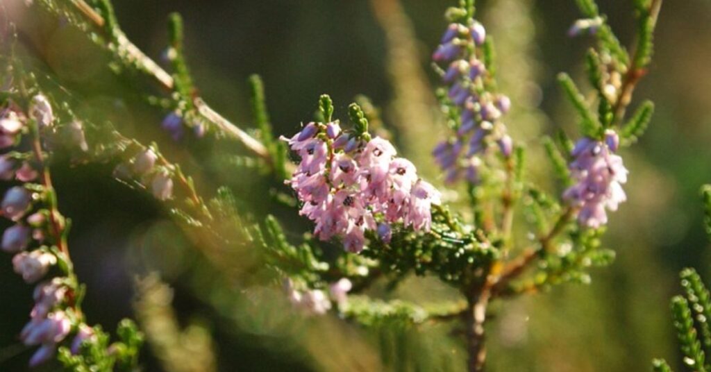 Heather Flower Meaning And Symbolism