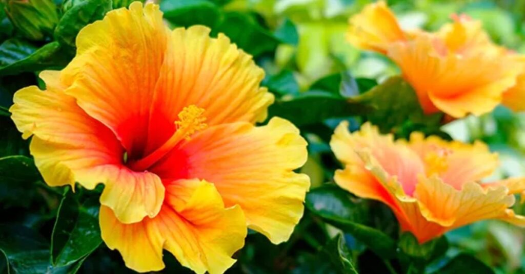 Hibiscus Flower Mean