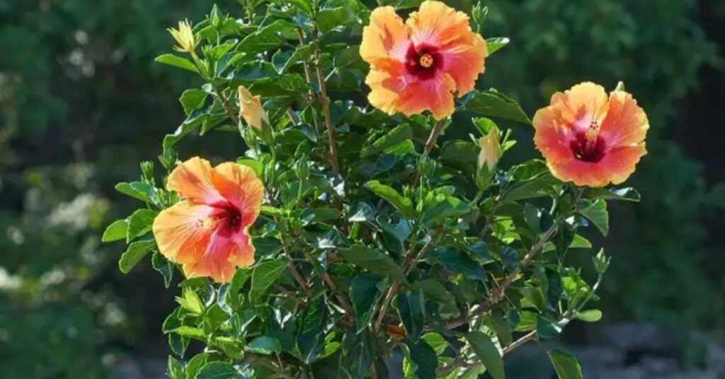 Historical Significance of  Hibiscus Flower Meaning