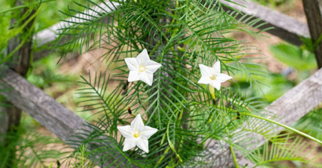 Ideal Growing Conditions for Cypress Vine Flower Care