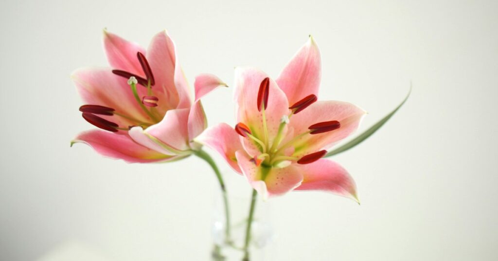 Lily Flower