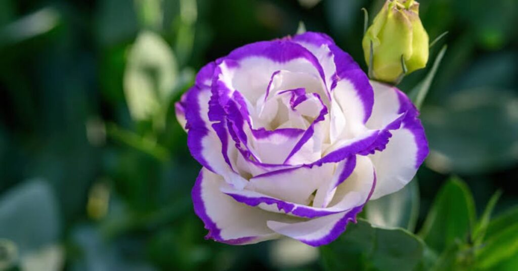 Different Flower Color Meanings