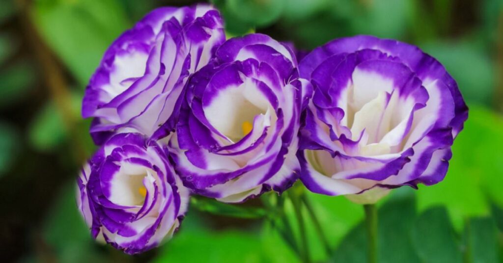 Lisianthus
