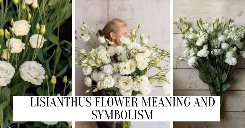 Lisianthus Flower Meaning And Symbolism (2024) Lisianthus Flower Meaning And Symbolism