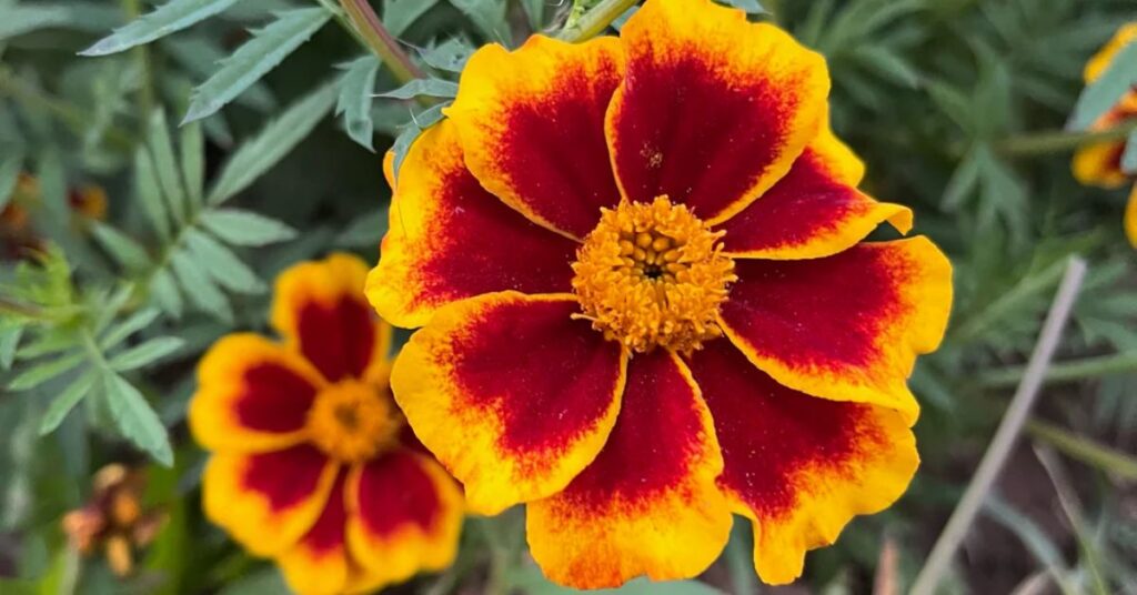 Marigold