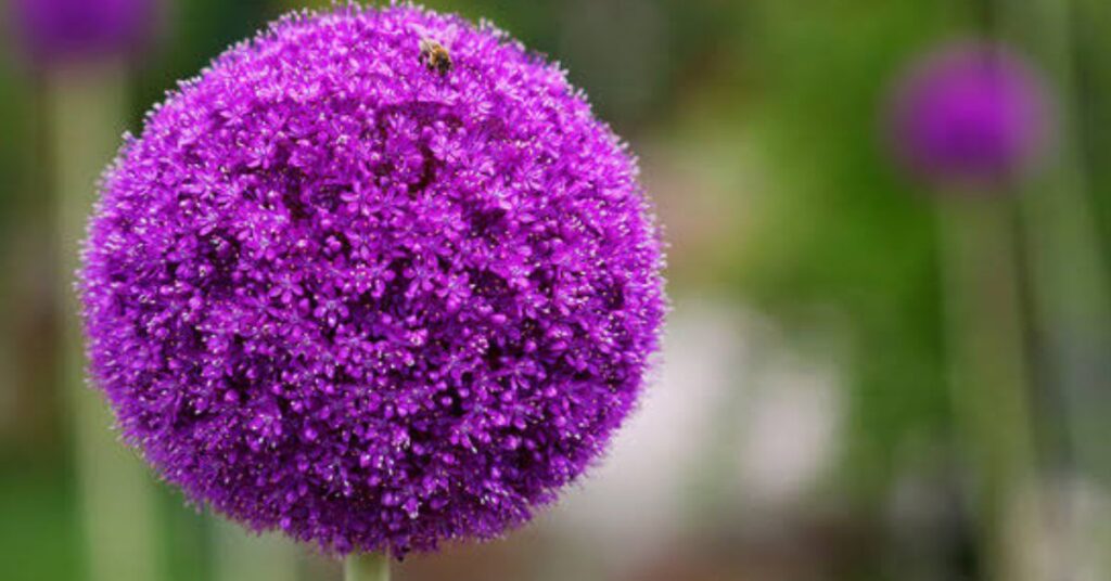 Meaning Of Allium Flower