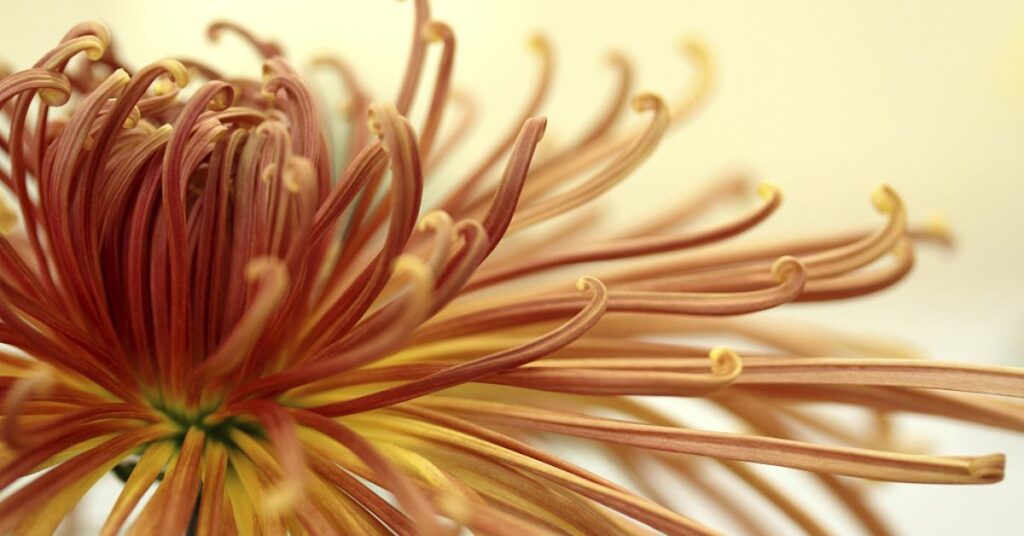 Origin Of Chrysanthemum Flowers