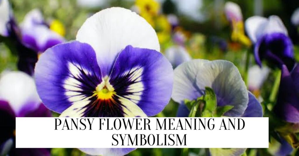 Pansy Flower Meaning And Symbolism Pansy Flower Meaning And Symbolism