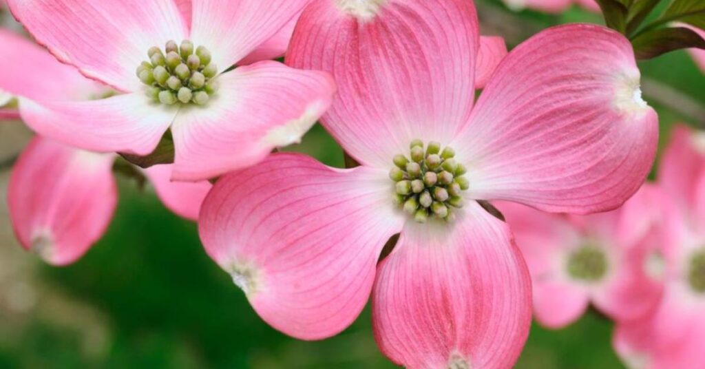 Pink Color dogwood flower meaning