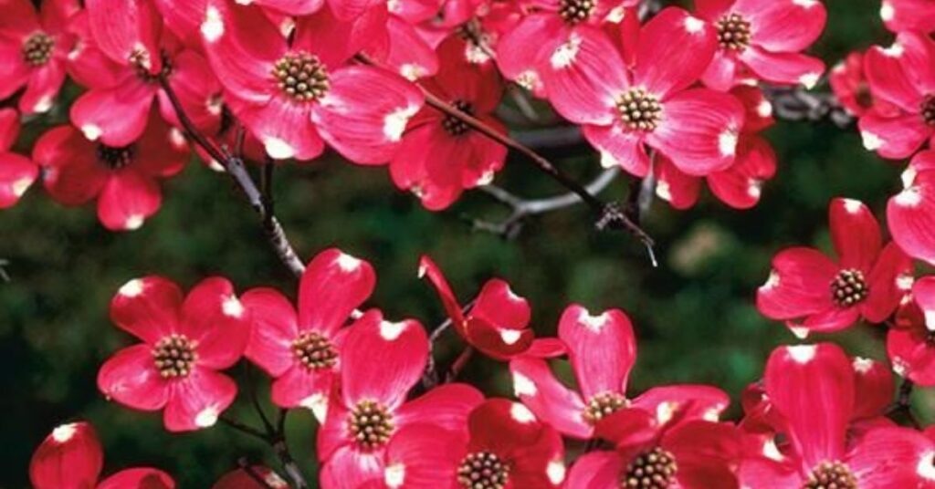 Red Color dogwood flower