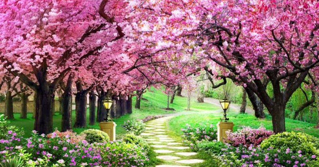 Significance of Cherry Blossoms