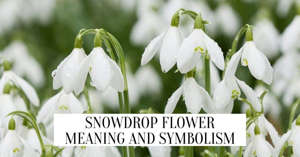 The Snowdrop Flower Meanings & Symbolism Snowdrop Flower Meaning