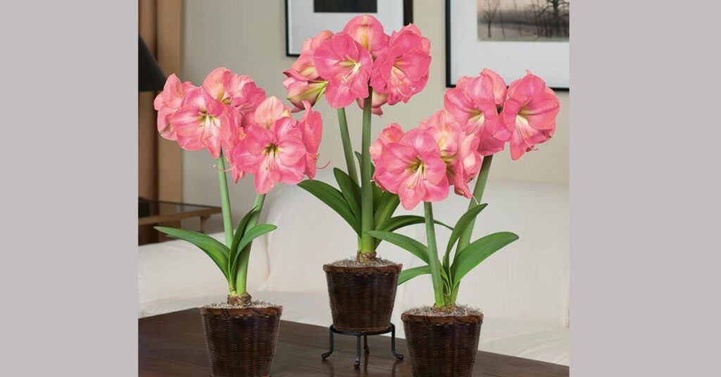 The Amaryllis Flower’s Message