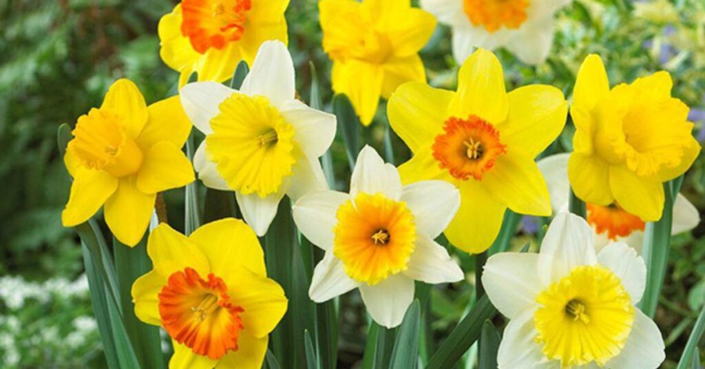 The Birth Flower Of March