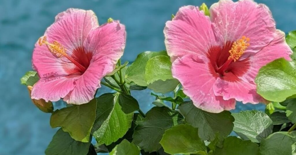 The Hibiscus Flower’s Message