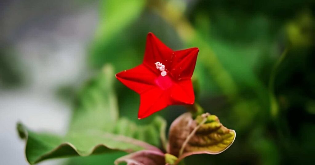 Variegated Cypress Vine Flower