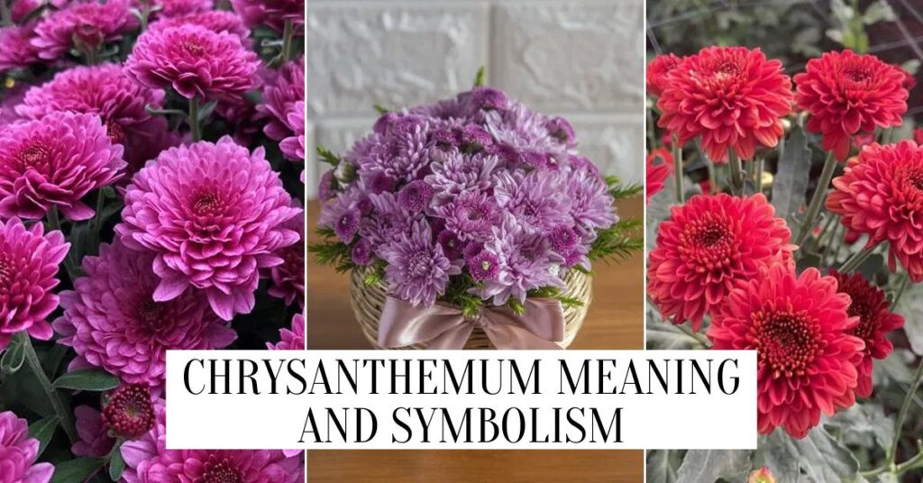 Chrysanthemum Meaning And Symbolism chrysanthemum meaning and symbolism
