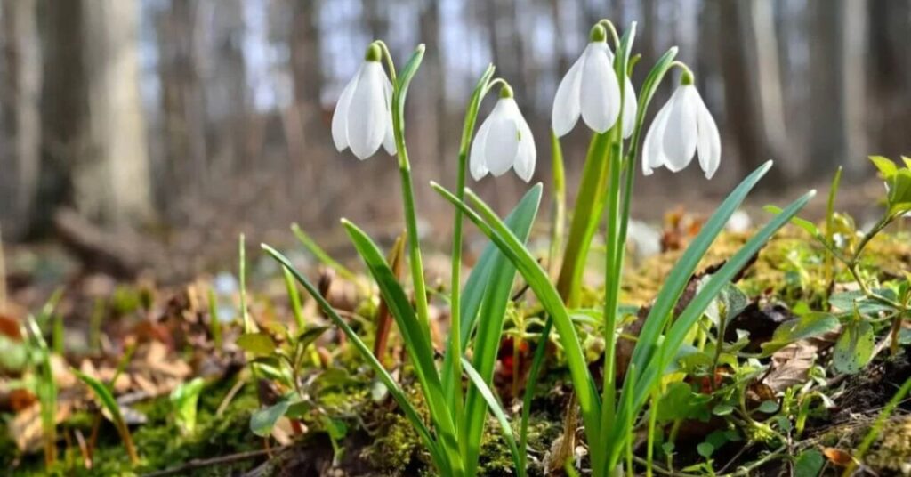 snowdrop meaning flowers