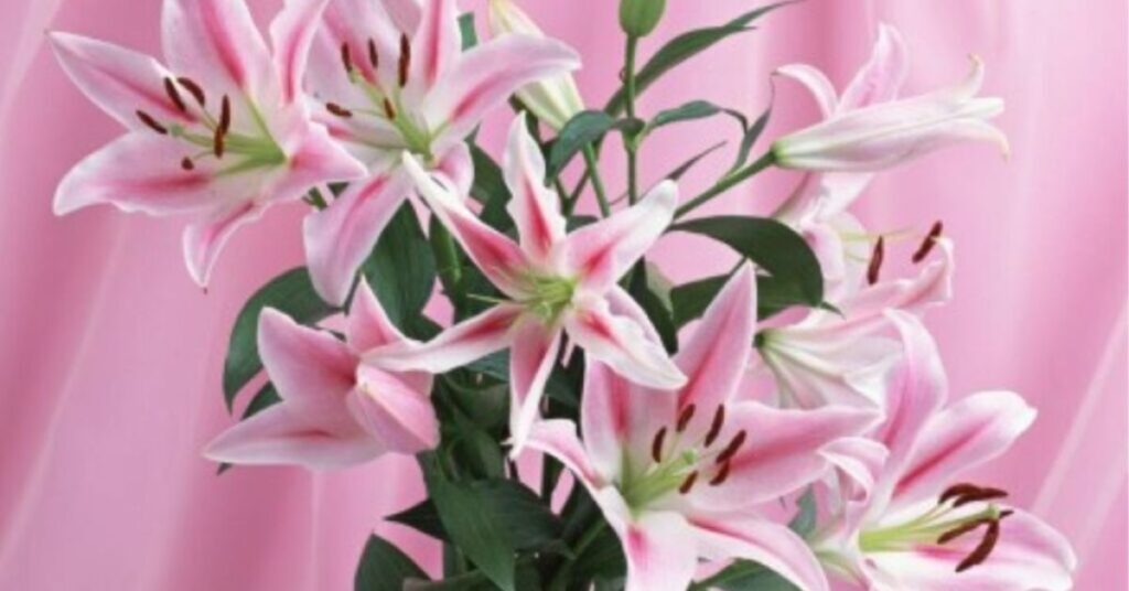Fibbonacci Number Flowers