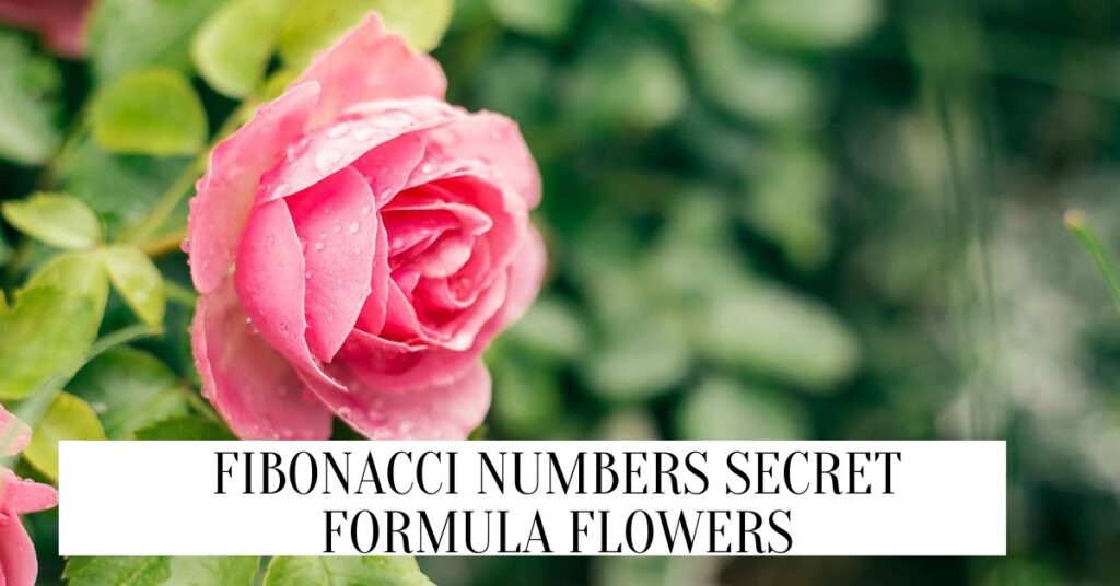 Fibonacci Numbers Secret Formula (2024) Fibonacci numbers secret formula flowers