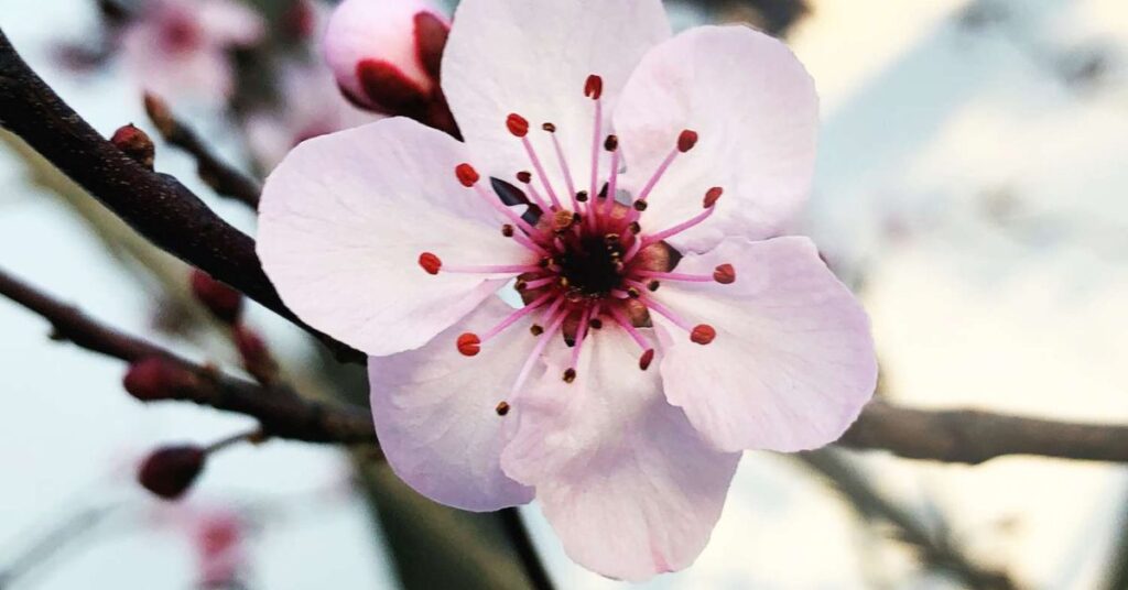 Plum Blossom