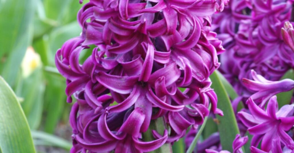 Purple Hyacinth