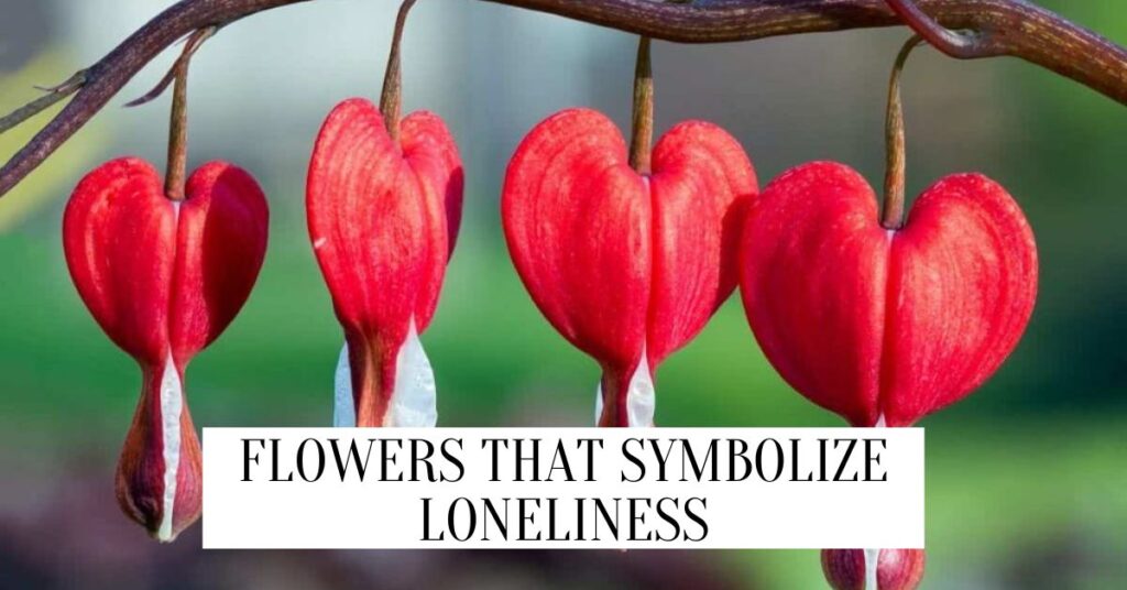 flowers that symbolize loneliness