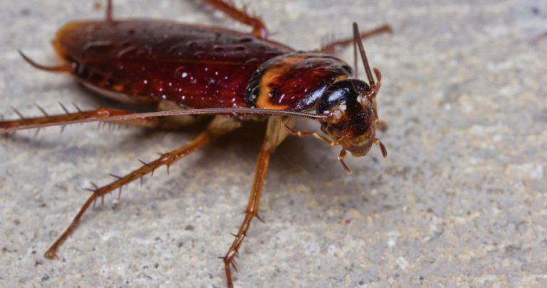 Lifecycle of a Cockroach: Understanding Its Stages and Development Lifecycle of a Cockroach