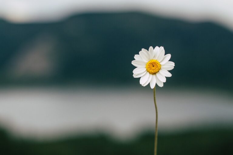 Bridging Digital Distance: Why Flowers Remain the Ultimate Offline Message Bridging Digital Distance: Why Flowers Remain the Ultimate Offline Message